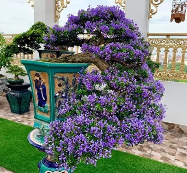 BLUE BELL BONSAI PLANT FOR HOME GARDEN