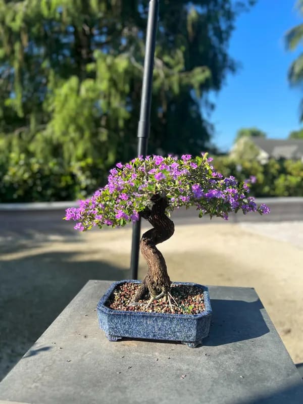 BLUE BELL BONSAI PLANT FOR HOME GARDEN