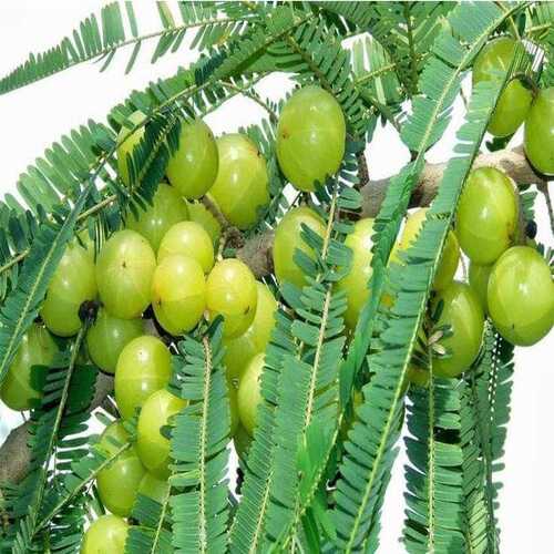 Hybrid Green Amla Plant | Dwarf and Hybrid Plants