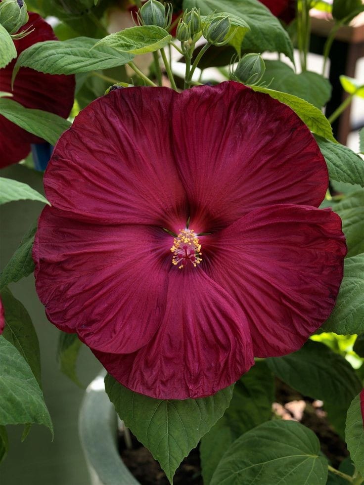 Hybrid Hibiscus Flower Plant | Dwarf and Hybrid Plants