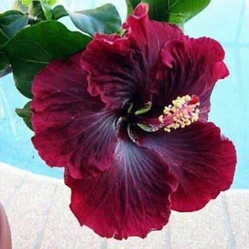 Hybrid Hibiscus Flower Plant | Dwarf and Hybrid Plants