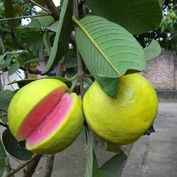 Lalit Guava Plant | Dwarf and Hybrid Plants