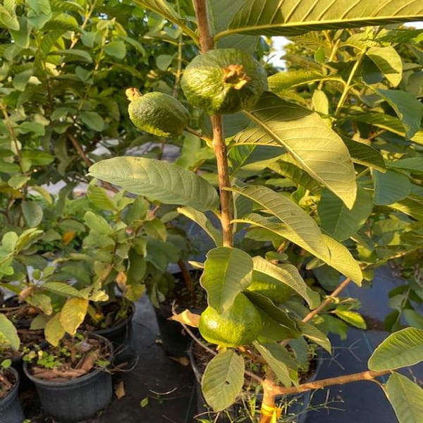 Lalit Guava Plant | Dwarf and Hybrid Plants