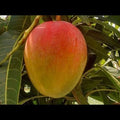 Apple Mango  Grafted plant
