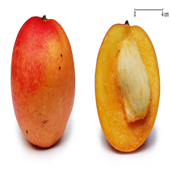 Apple Mango ??Grafted plant5