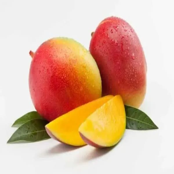 Sindur Kouta Mango Plant | Dwarf and Hybrid Plants