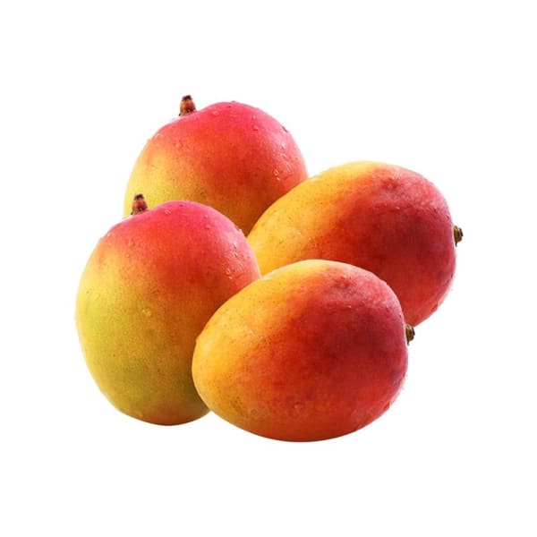 Sindur Kouta Mango Plant | Dwarf and Hybrid Plants