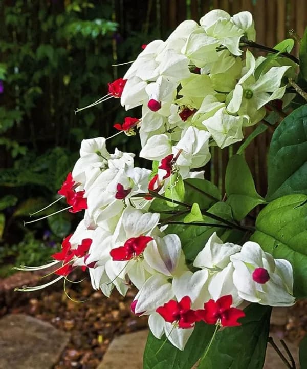 WHITE BLEEDING HEART