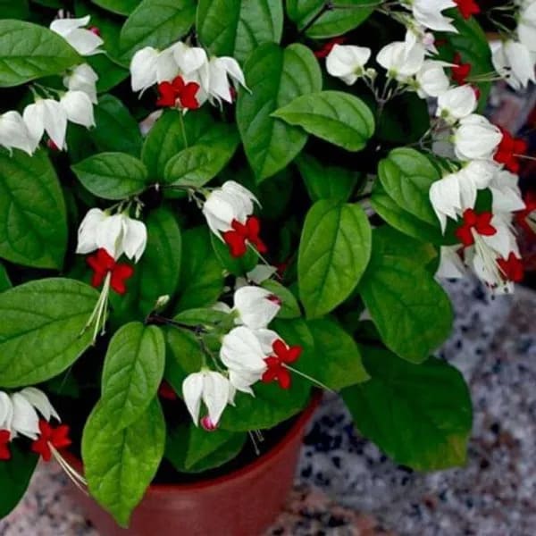 WHITE BLEEDING HEART
