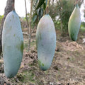 Three Taste Mango Plant | Dwarf and Hybrid Plants