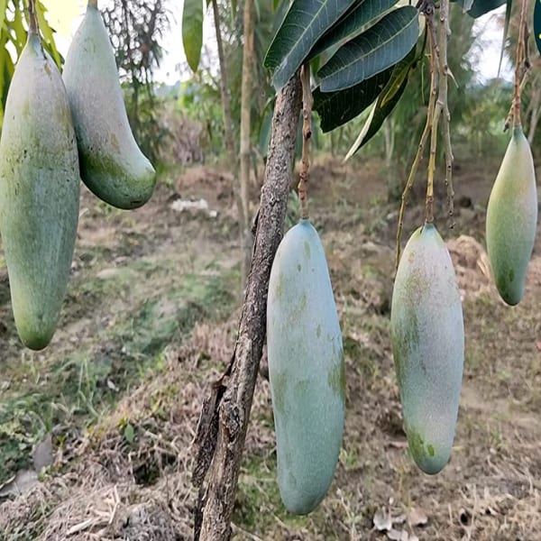 Three Taste Mango Plant | Dwarf and Hybrid Plants