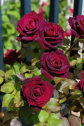 Hybrid Rose Flower Plant 16