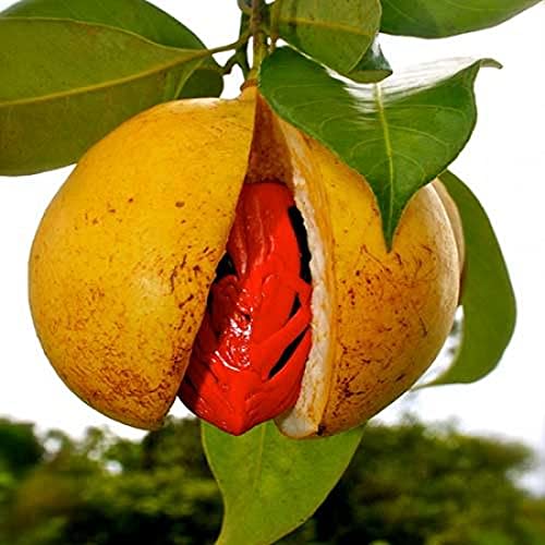 JAYAPHAL AND JATIPHAL -SPICES-PLANTS | Dwarf and Hybrid Plants