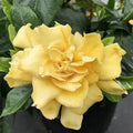 YELLOW GARDENIA