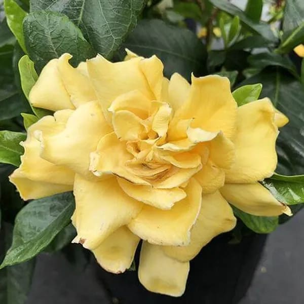 YELLOW GARDENIA