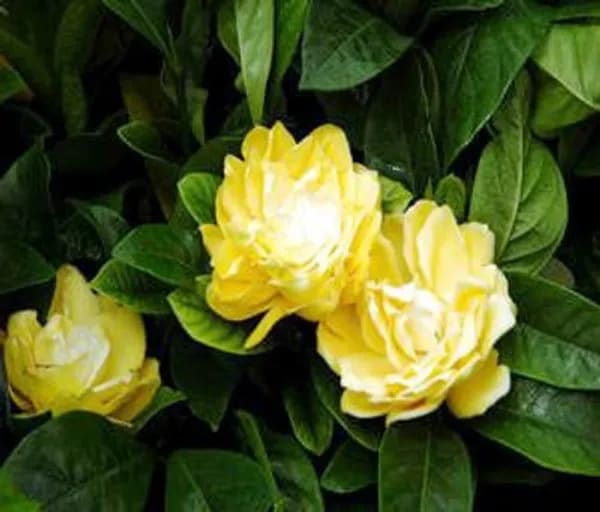 YELLOW GARDENIA