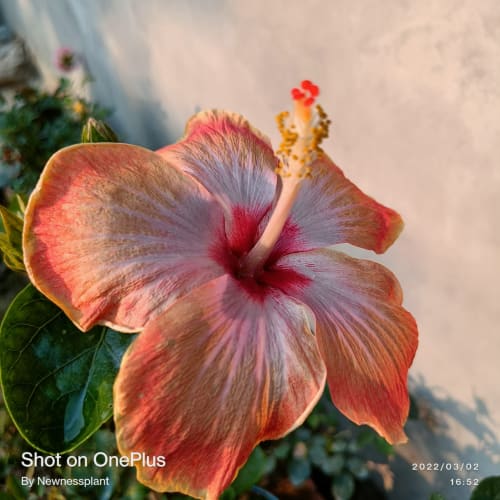 Hybrid Hibiscus Flower Plant | Dwarf and Hybrid Plants