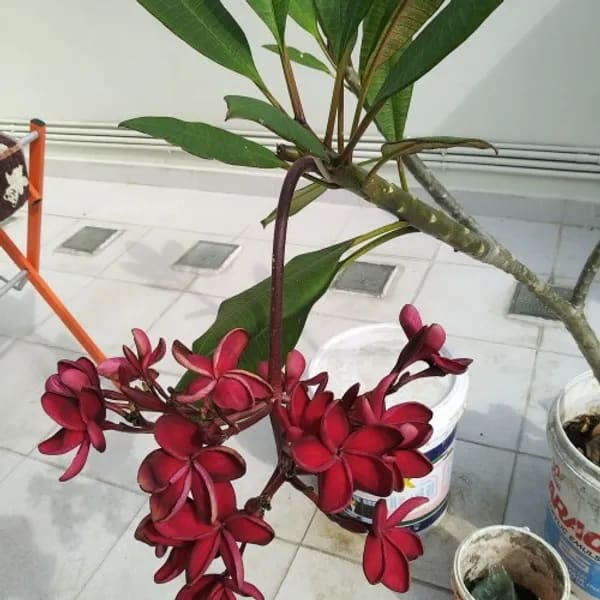 MAROON PLUMERIA