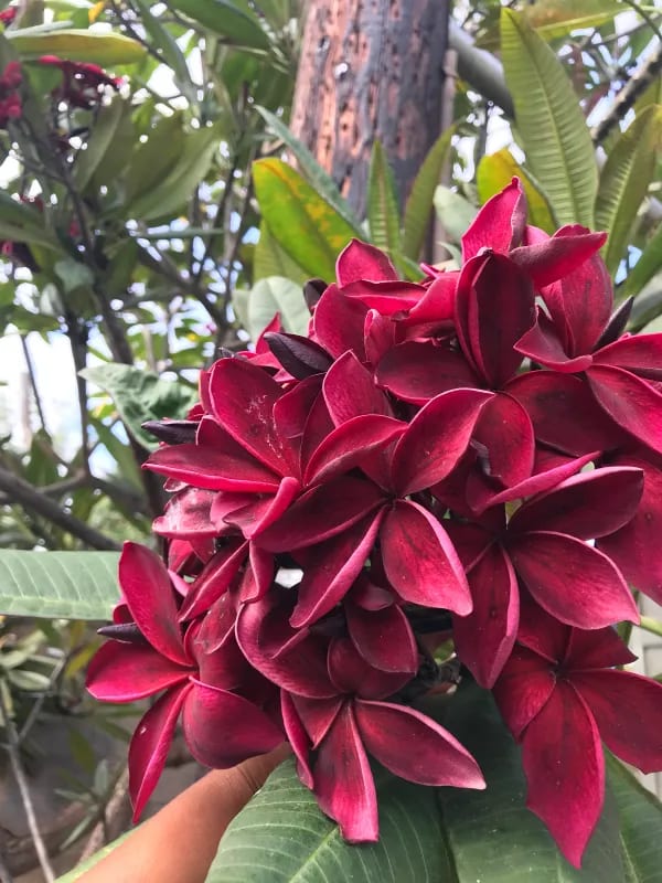 MAROON PLUMERIA