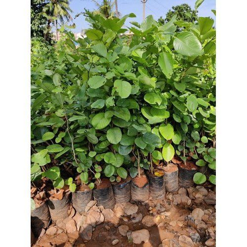 Big Size Red Sandalwood Plant | Hight 1 feet to 2 feet | Pack Of 1