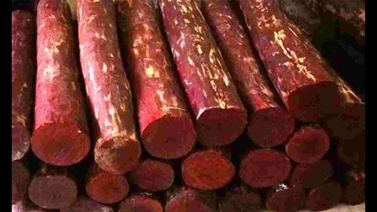 Big Size Red Sandalwood Plant | Hight 1 feet to 2 feet | Pack Of 1