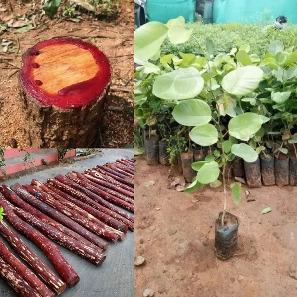 Big Size Red Sandalwood Plant | Hight 1 feet to 2 feet | Pack Of 1