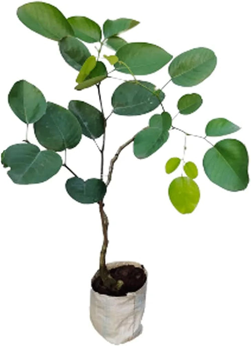 Big Size Red Sandalwood Plant | Hight 1 feet to 2 feet | Pack Of 1