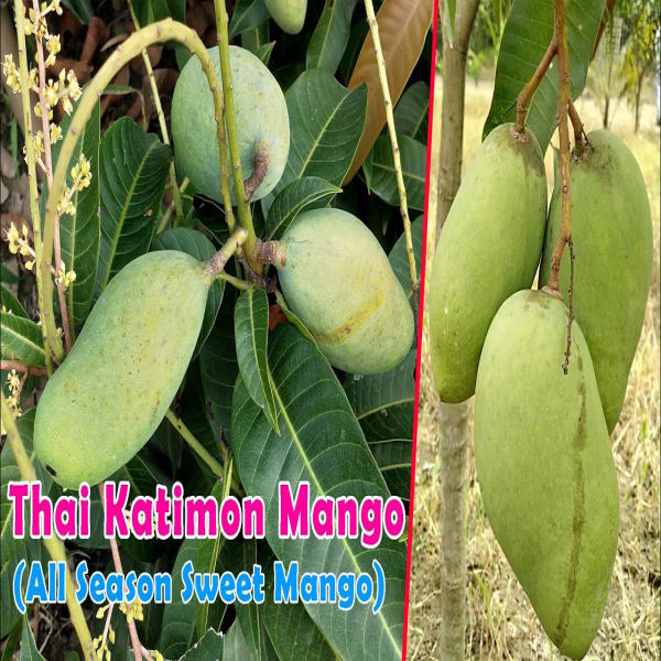 All Season Sweet Katimon Mango Plant | Dwarf and Hybrid Plants