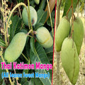 All Season Sweet Katimon Mango Plant | Dwarf and Hybrid Plants