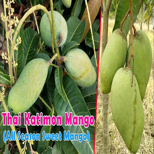 All Season Sweet Katimon Mango Plant | Dwarf and Hybrid Plants