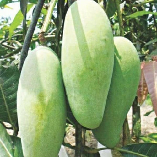 All Season Sweet Katimon Mango Plant | Dwarf and Hybrid Plants