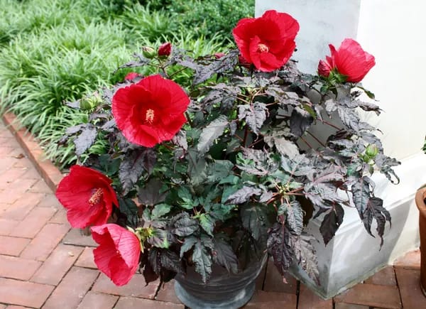 MIDNIGHT MARVEL HIBISCUS