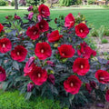 MIDNIGHT MARVEL HIBISCUS