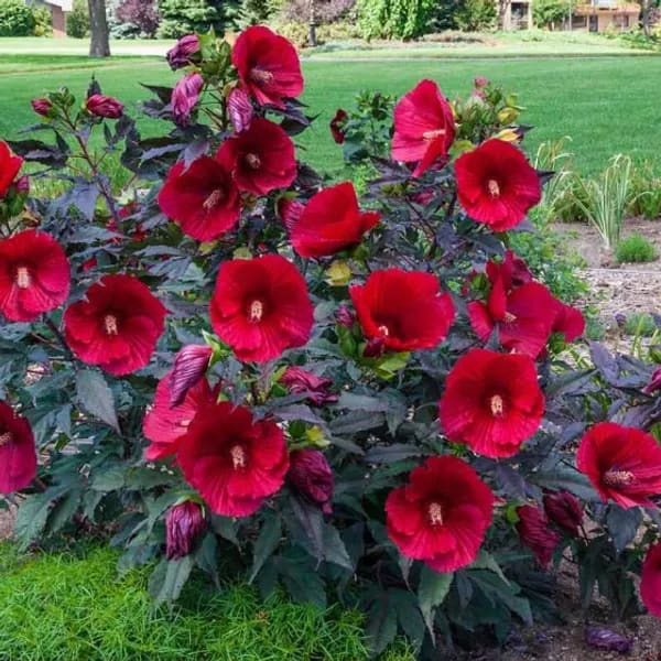MIDNIGHT MARVEL HIBISCUS