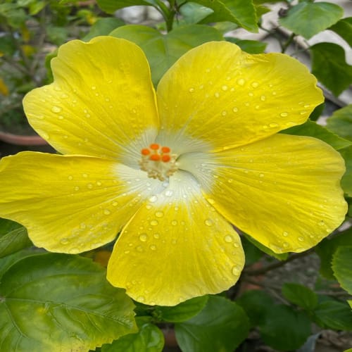 Hybrid Hibiscus Flower Plant | Dwarf and Hybrid Plants