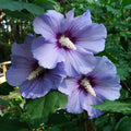 Hybrid Hibiscus Flower Plant | Dwarf and Hybrid Plants