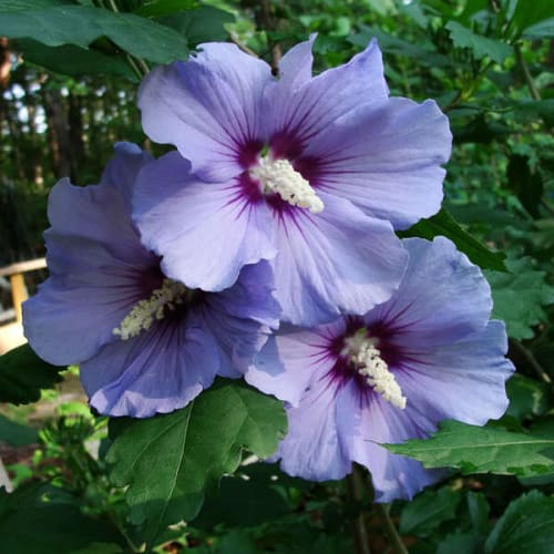 Hybrid Hibiscus Flower Plant | Dwarf and Hybrid Plants