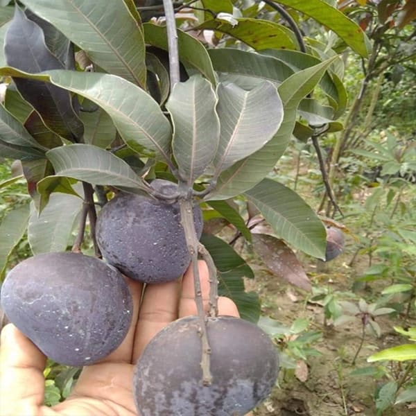 Kosturi Mango Plant | Dwarf and Hybrid Plants