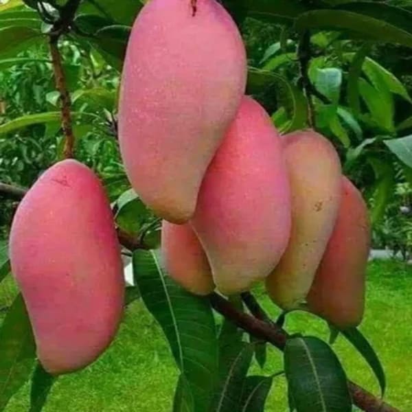 Red Banana Mango Plant | Dwarf and Hybrid Plants