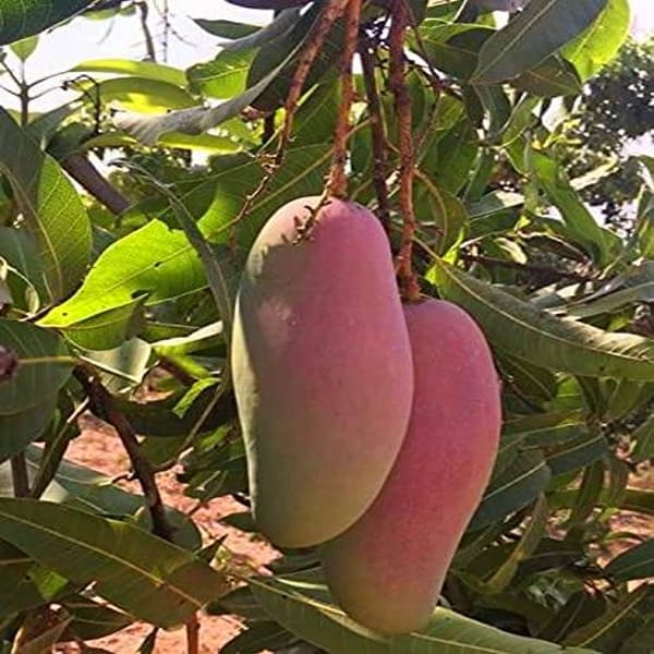 Red Banana Mango Plant | Dwarf and Hybrid Plants
