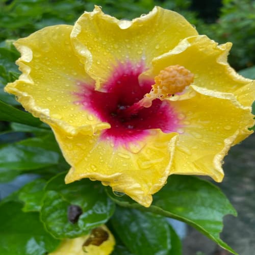 Hybrid Hibiscus Flower Plant | Dwarf and Hybrid Plants