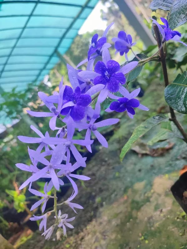 BLUE PETREA FLOWER PLANT