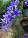 BLUE PETREA FLOWER PLANT