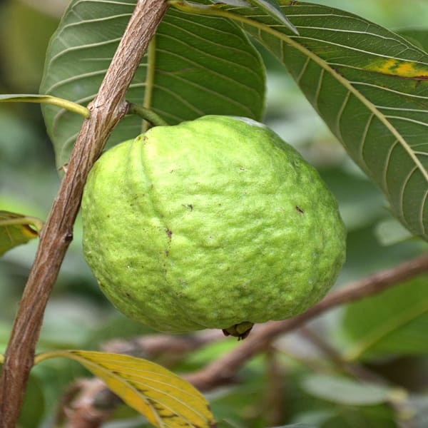 Bangladeshi Thai-10 Guava Plant | Dwarf and Hybrid Plants