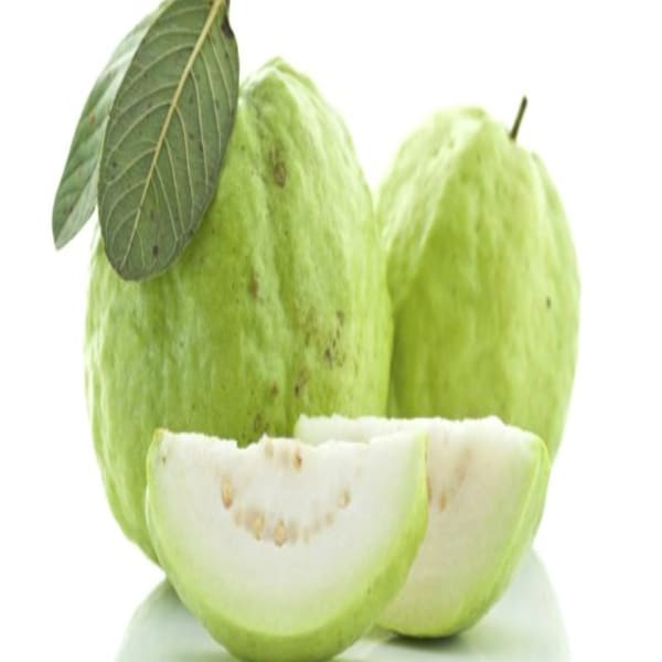 Bangladeshi Thai-10 Guava Plant | Dwarf and Hybrid Plants