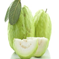 Bangladeshi Thai-10 Guava Plant | Dwarf and Hybrid Plants