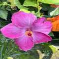 Hybrid Hibiscus Flower Plant | Dwarf and Hybrid Plants