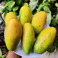 Dasheri Mango Plant | Dwarf and Hybrid Plants