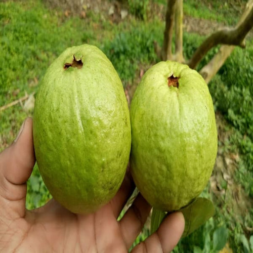 Baraipur Guava Plant | Dwarf and Hybrid Plants