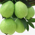 Baraipur Guava Plant | Dwarf and Hybrid Plants